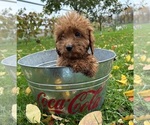 Small Photo #3 Cavapoo Puppy For Sale in MIDDLEBURY, IN, USA
