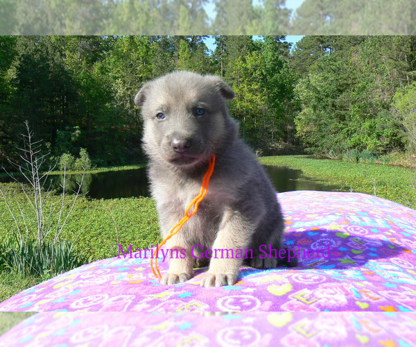 Medium Photo #2 German Shepherd Dog Puppy For Sale in PIEDMONT, MO, USA