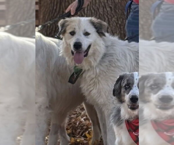 Medium Photo #4 Great Pyrenees Puppy For Sale in Dallas, TX, USA
