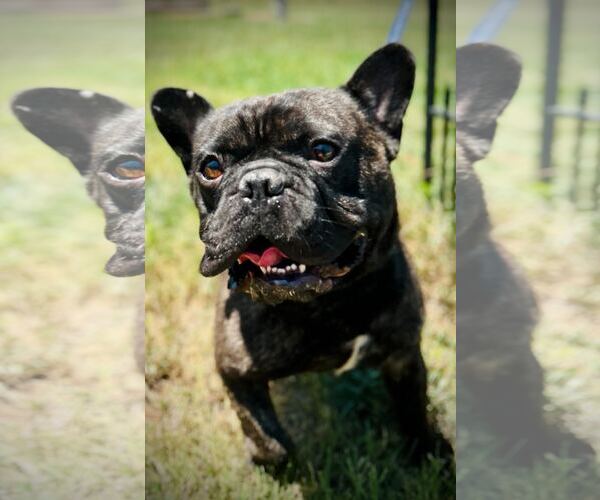 Medium Photo #2 French Bulldog Puppy For Sale in Pacolet, SC, USA