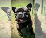 Small #1 French Bulldog