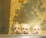 Small Photo #3 Maltese Puppy For Sale in CARROLLTON, GA, USA