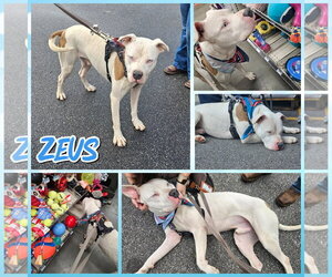 Zeus - Male American Bulldog-Unknown Mix Dog for Adoption - Photo #2