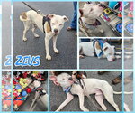 Small #1 American Bulldog Mix