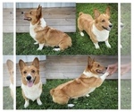 Small Photo #1 Shorgi Puppy For Sale in FAIRBANK, IA, USA