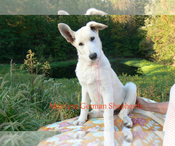 Medium Photo #5 German Shepherd Dog Puppy For Sale in PIEDMONT, MO, USA