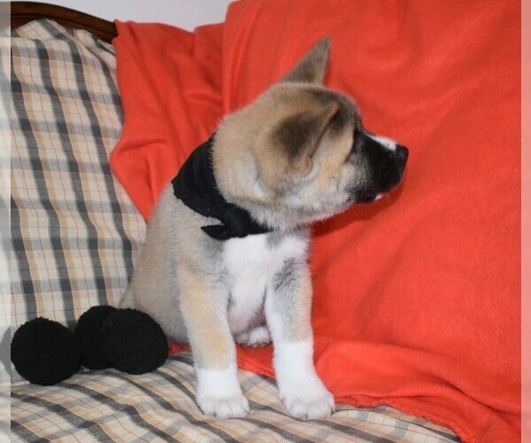 Medium Photo #8 Akita Puppy For Sale in COLLINSVILLE, OK, USA