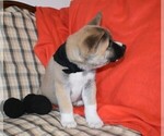 Small Photo #8 Akita Puppy For Sale in COLLINSVILLE, OK, USA