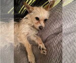 Small #1 Mutt