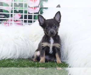 Dachshund Puppy for sale in MARIETTA, GA, USA