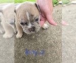 Puppy Puppy 5 Olde English Bulldogge