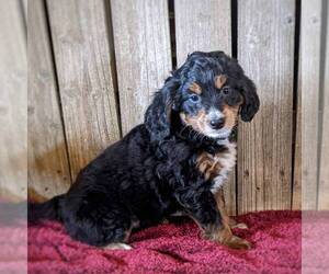 Bernedoodle-Poodle (Miniature) Mix Puppy for sale in STANLEY, WI, USA