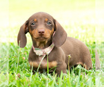 Small #1 Dachshund