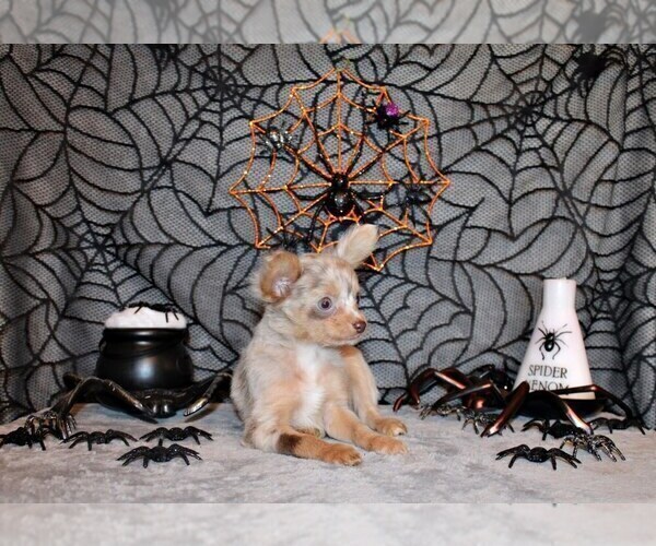 Medium Photo #69 Chihuahua Puppy For Sale in CHARLESTON, AR, USA