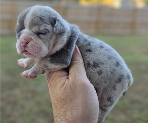 Bulldog Puppy for sale in FREDERICKSBURG, VA, USA