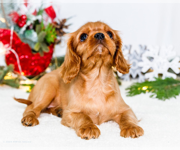 Medium Photo #70 Cavalier King Charles Spaniel Puppy For Sale in WAKARUSA, IN, USA