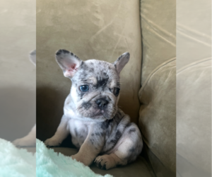 Medium French Bulldog