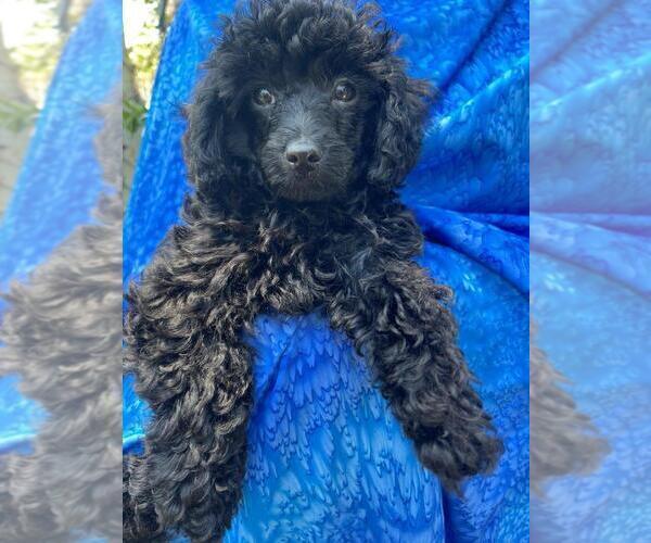 Medium Photo #6 Poodle (Miniature) Puppy For Sale in DENVER, CO, USA