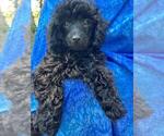 Small Photo #6 Poodle (Miniature) Puppy For Sale in DENVER, CO, USA