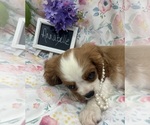 Small #3 Cavalier King Charles Spaniel