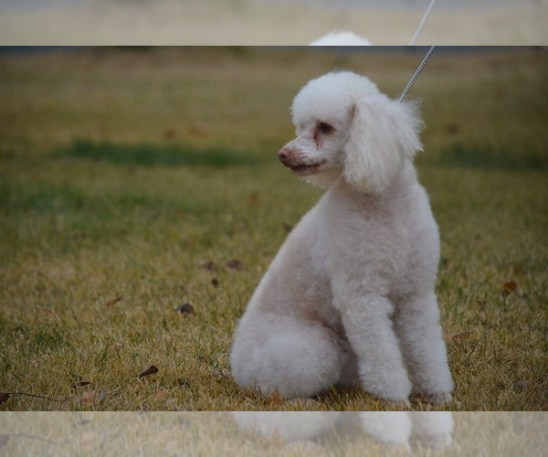 Medium Photo #1 Maltipoo Puppy For Sale in MOSES LAKE, WA, USA