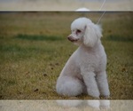 Small Photo #1 Maltipoo Puppy For Sale in MOSES LAKE, WA, USA