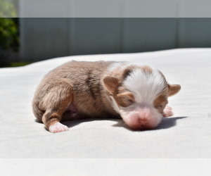 Miniature Australian Shepherd Puppy for sale in PALM COAST, FL, USA