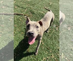 Mutt Dogs for adoption in Fremont, CA, USA