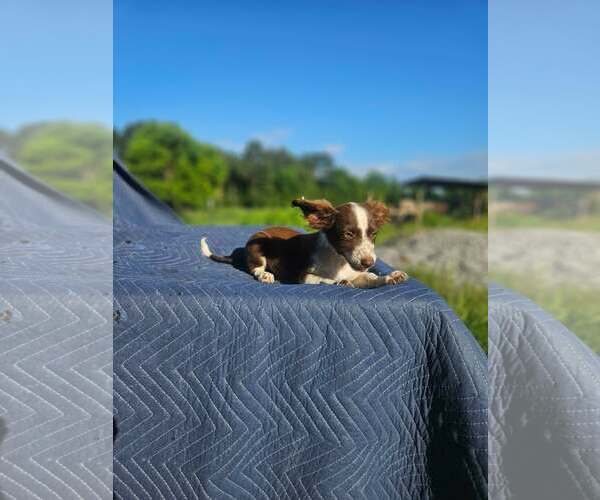 Medium Photo #6 Australian Shepherd-Chihuahua Mix Puppy For Sale in Wakefield, RI, USA