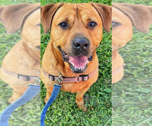 Medium Photo #9 Labrador Retriever-Unknown Mix Puppy For Sale in Pompano Beach , FL, USA