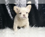 Small #6 French Bulldog