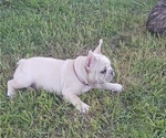 Puppy Hoss French Bulldog