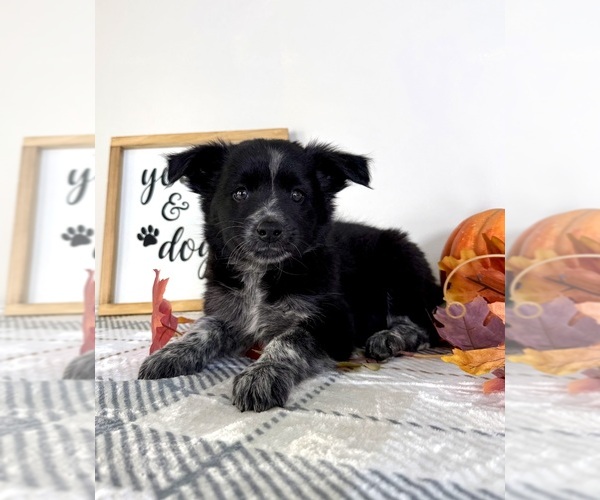 Medium Photo #5 Australian Cattle Dog-Border Collie Mix Puppy For Sale in GREENFIELD, IN, USA
