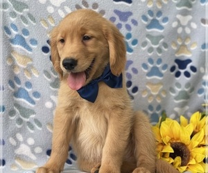 Golden Retriever Puppy for sale in LANCASTER, PA, USA