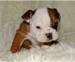 Small Photo #11 English Bulldog Puppy For Sale in VERONA, MO, USA