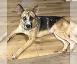 Small #3 Siberian Husky Mix