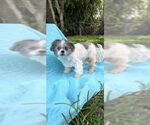 Small #1 Shih Tzu