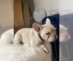 Small Photo #11 French Bulldog Puppy For Sale in COLUMBUS, OH, USA