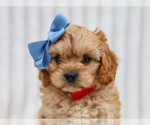 Small #2 Cavapoo (Miniature)