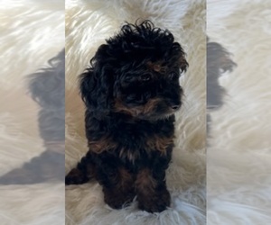 Aussiedoodle Miniature  Puppy for sale in CHARLESTON, TN, USA