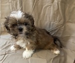 Image preview for Ad Listing. Nickname: Male shih tzu p
