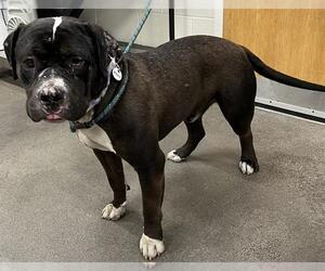American Pit Bull Terrier Dogs for adoption in Forestville, MD, USA