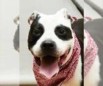 Small #2 American Staffordshire Terrier