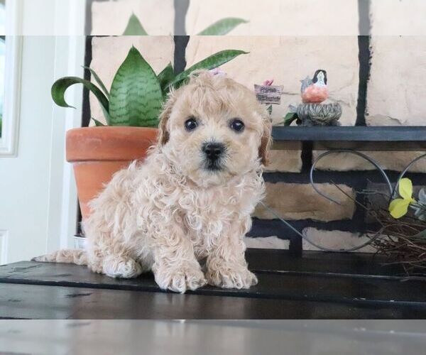 Medium Photo #3 ShihPoo Puppy For Sale in CANTON, OH, USA