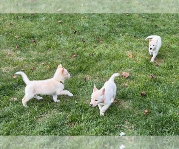Medium Photo #6 German Shepherd Dog-Siberian Husky Mix Puppy For Sale in HOLTON, MI, USA