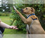Small Photo #17 Mutt Puppy For Sale in Bemidji, MN, USA