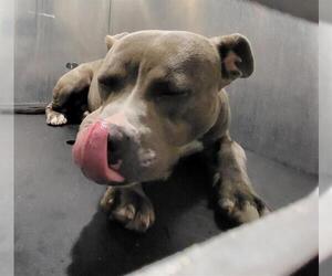 American Staffordshire Terrier-Unknown Mix Dogs for adoption in San Antonio, TX, USA