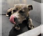 Small American Staffordshire Terrier Mix