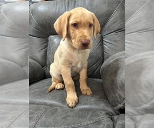 Labrador Retriever Puppy for sale in WEBSTER, FL, USA