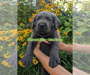 Labrador Retriever Puppy for sale in PALMYRA, VA, USA